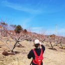 횡성군농기계임대사업소 서부지소 | 복숭아나무 가지 전정 &amp; 농기계임대사업