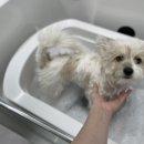 젤리펫살롱 with 아로마 이미지