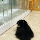 상큼하개 이미지