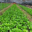 대청농장 이미지