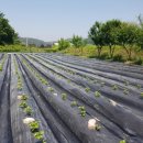 청보농장 이미지