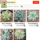 윤경다육갤러리 엑스플랜트 이미지