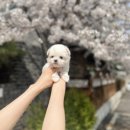 유앤미펫 강아지분양 고양이분양 일산점 이미지