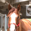 부여(외산)-5 이미지