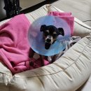 푸른종합동물병원 이미지