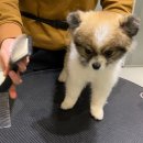 댕댕이 그루밍 이미지