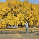 반계초등학교 | 황금빛 원주 반계리 은행나무 다녀온 현실적인 후기 !
