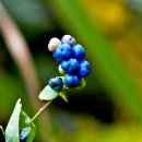 삼락강변공원 이미지