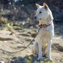 글로벌진돗개 이미지