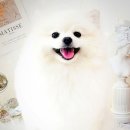 #아름답개 이미지