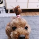 여시깽이