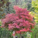 미륵송계로 | 월악산 송계야영장 단풍놀이 캠핑 후기