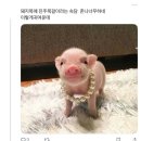 돼지목