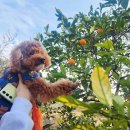 바람난 강아지 | 강아지 동반 제주 여행 4일차 후기｜애월 맛집부터 렌터카 반납·기내 탑승까지 마지막 기록