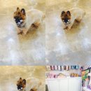 왈왈애견미용샵 이미지