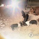 합천가축병원 연합뉴스