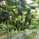 율현농장 이미지