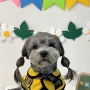 하남유치원 | 하남애견유치원 옮겼어요 한달보내본 실제후기!