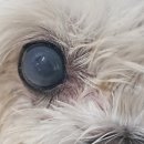 분당밝은아이동물병원 이미지