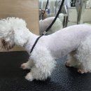 댕곤댕곤 이미지