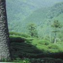 황토마루 이미지