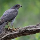 참매 [Northern goshawk (Accipiter gentilis)] 이미지