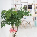 바인세라믹 이미지
