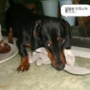 용용죽겠지 이미지