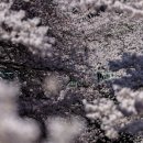 금주의 보도사진: 불타는 푸틴 조상, 나무늘보 열기구, 오스카상 싸대기 이미지