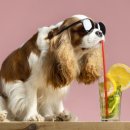 강아지 꼬야 이미지