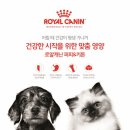 로열 퍼피샵 이미지