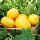 천혜농장 이미지