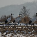 두루미202 이미지