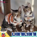 너애개만 이미지