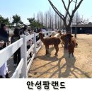 장기목장 | [아기랑 갈만한 곳] 경기도 안성팜랜드 4월 유채꽃 명소 목장 체험 동물 장기자랑 공연 내돈내산 후기
