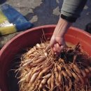 천문동 농장 이미지