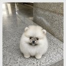 162 | 남양주강아지무료분양 포메라니안 고민하다가 선택한 후기