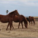 주홍목장 이미지