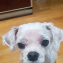 반갑다(반려견이 갑이다) 이미지