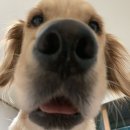 미용하는 강아지 | 실내 강아지 털 대비&amp;큰강아지 후기 대형견옷 위주 후기+집안의 털 청소 팁(제리사진 대방출)