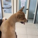 도란도란동물병원 이미지