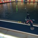 행복 낚시터 | 안중 락 실내바다낚시터 후기