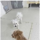 청주 애견유치원 꼬리흔들개Lucky 이미지