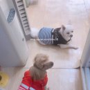 59펫살롱