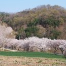 백리벚꽃길 이미지