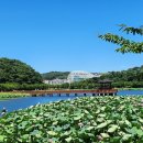 울진군의료원 | 울진연호정 연꽃 Uljin Yeonho Pavilion 韩国蔚珍延湖亭 韓国・蔚珍 延湖亭