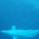 벨루가의 유영 이미지