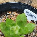 백록농장 이미지