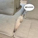 냥블리네