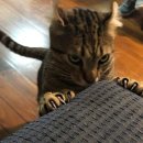 카툰명가 이미지